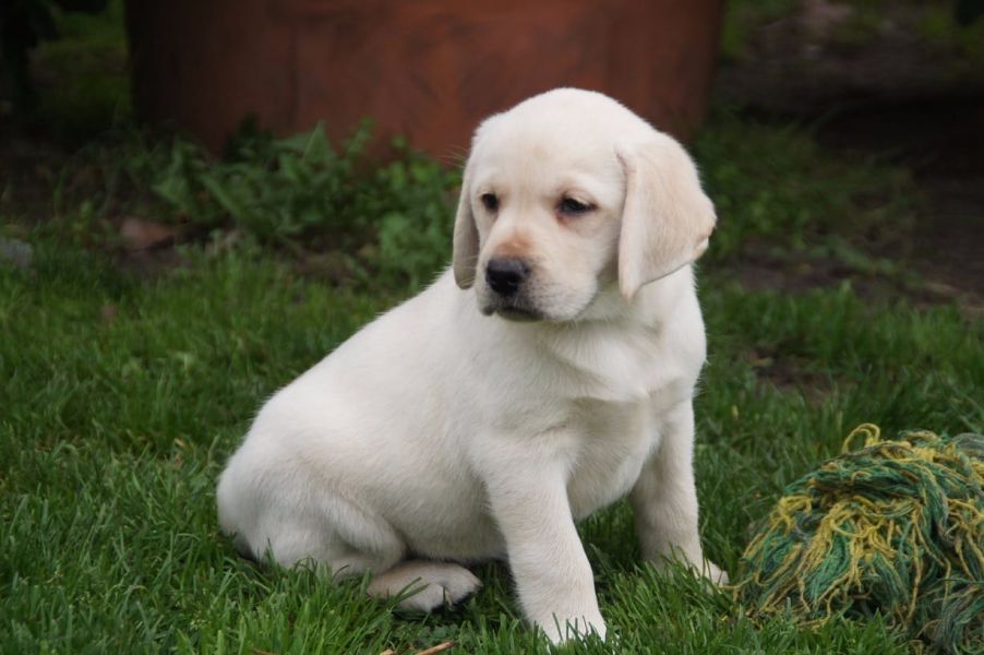 Molto bella e sani cuccioli di labrador per adozione maschi e femmine disponibili (gratis)