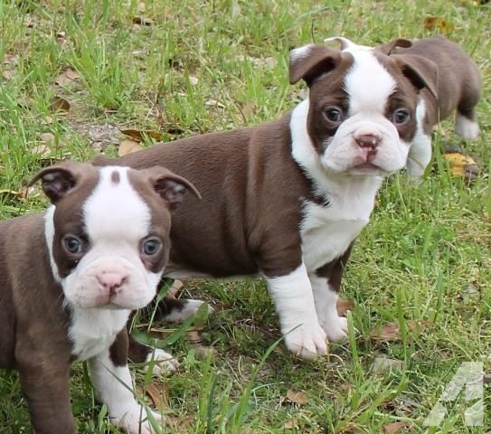 Cuccioli intelligenti di Boston Terrier disponibili