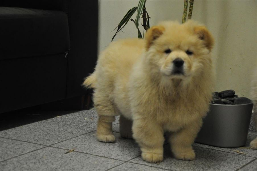 Molto bella e sani cuccioli di CHOW  CHOW per adozione maschi e femmine 