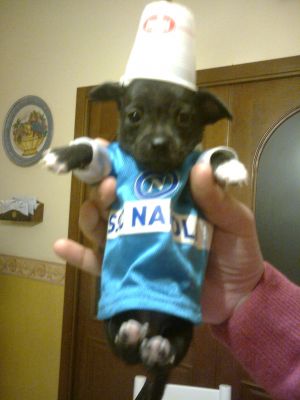 Vendo cuccioli di Chihuahua toy 