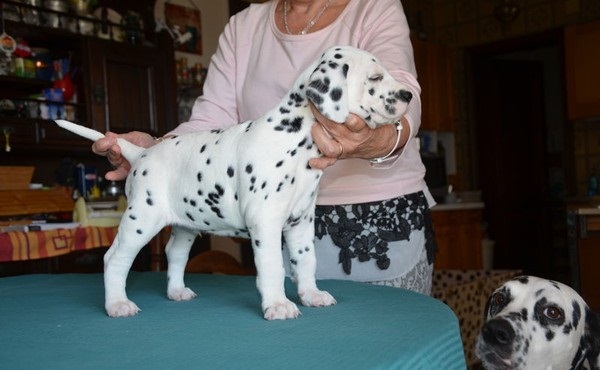  regalo cuccioli di DALMATA