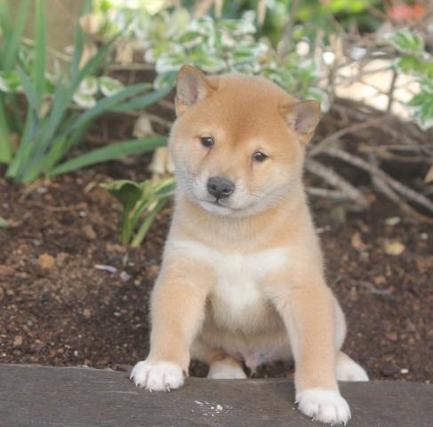Cuccioli di shiba-inu per adozione ( maschio e femmina )