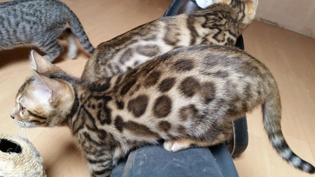  regalo Bengala gattini disponibili per l'adozione