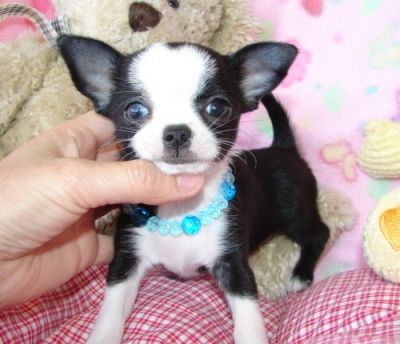 cuccioli cip, svernazzioni, tutte le vaccinati... per amico dei cani di taglia piccola! ! 