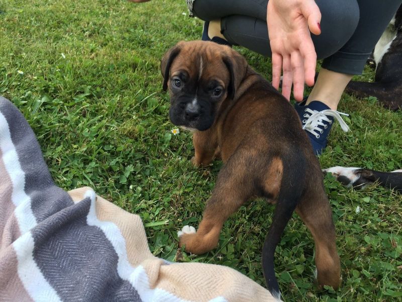 Adorabili cuccioli di BOXER femminucce e maschietti disponibili per l'adozione gratuita