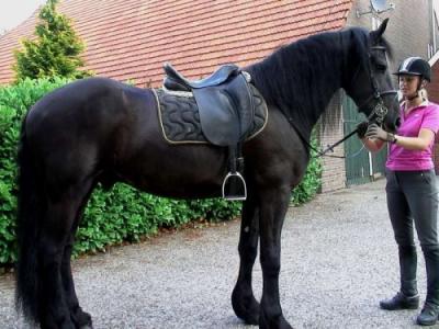 	cavalla selle francais