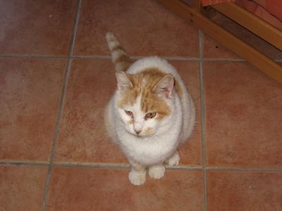 Giada, una micia bellissima ma triste