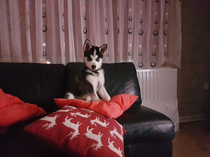 Regalo cuccioli di Siberian Husky