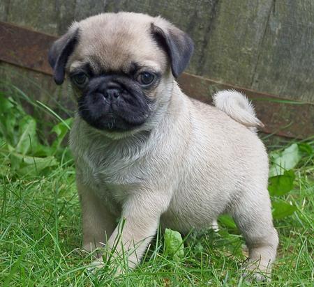   Cuccioli   maschi e femmine pug  per adozione