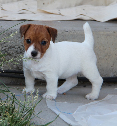 REGALO jack russell cuccioli