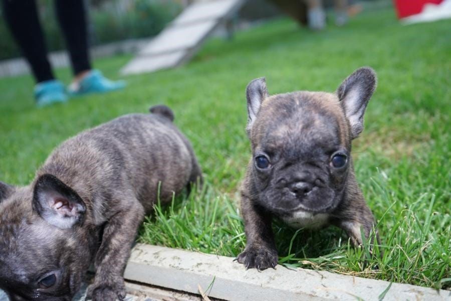  Adorabili cuccioli di Bulldog Francese femminucce e maschietti disponibili per l'adozione gratuita