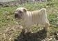 Disponibile Cuccioli di Shar Pei maschio e femmina  Disponibile Cuccioli di Shar Pei maschio e femmi