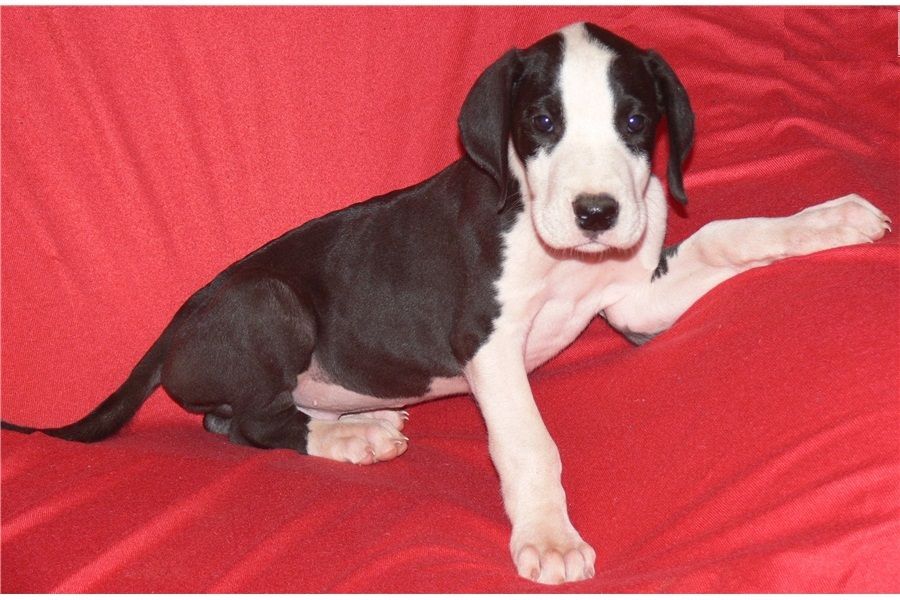 Regalo adorabili cuccioli Alano femminucce e maschietti disponibili gratuita i cuccioli sono vacc