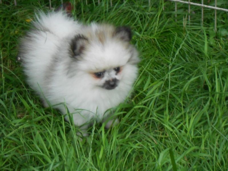  cuccioli di volpino pomeranian  ( per regalo )