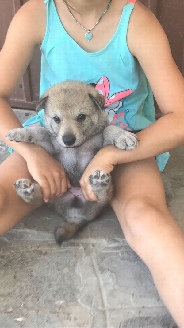 Cuccioli di lupo Cecoslovacco