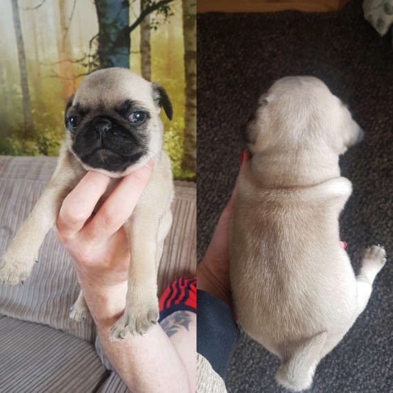 REGALO Cuccioli di Calino