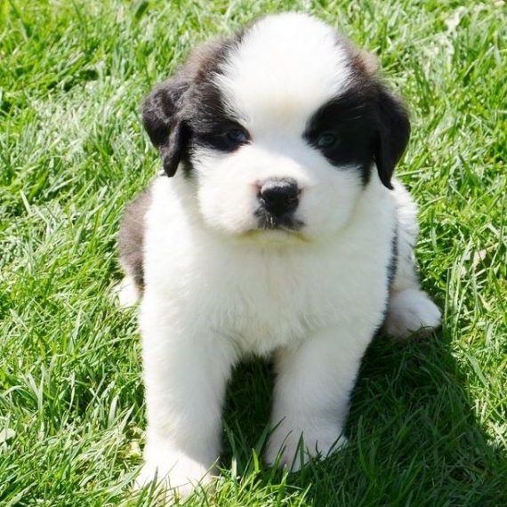  Regalo adorabili cuccioli san bernardo