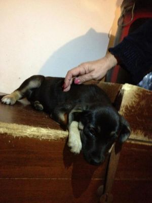 6 cuccioli ritornano in strada 