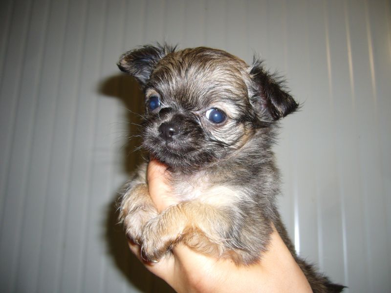 Chihuahua cuccioli