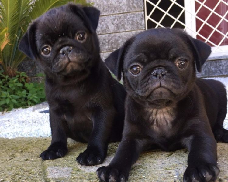 REGALO disponibile splendidi cuccioli di carlino   disponibile splendidi cuccioli di carlino da me a