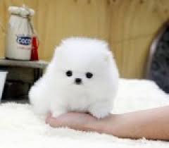 Bellissimi cuccioli di Volpino Pomerania