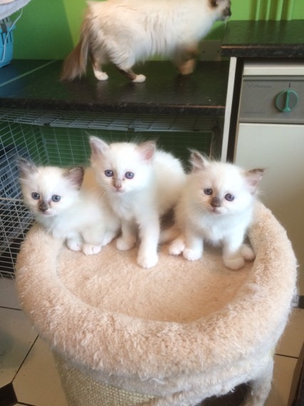 Regalo Gattini affettuoso birmano
