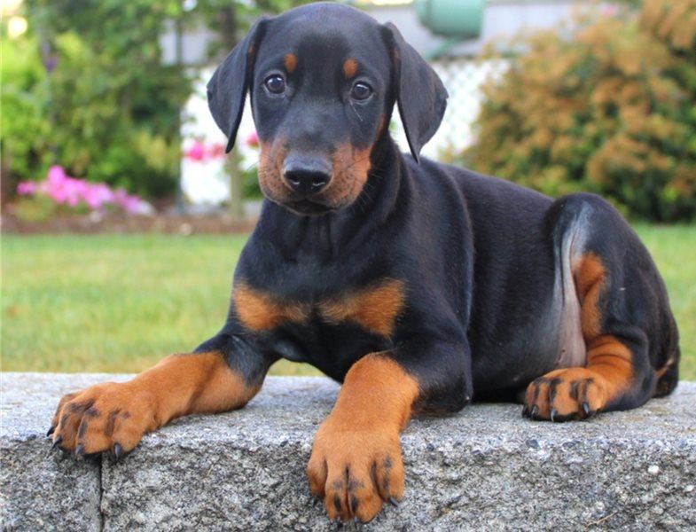 Regalo Cuccioli di Dorberman  in pronta consegna
