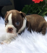 REGALO Cuccioli  di primavera