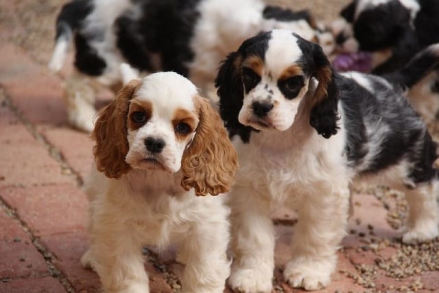  cuccioli di cocker-spaniel   per adozione ( maschio e femmina )