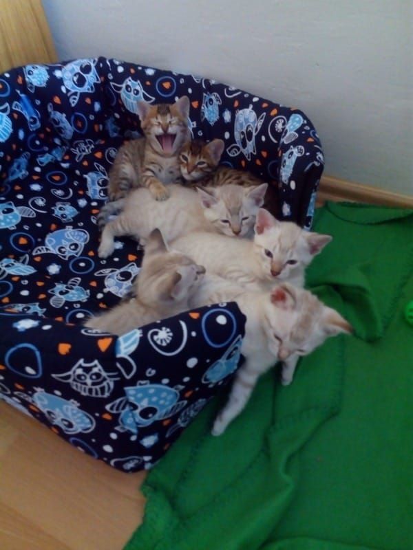 gattini Savannah   ( per regalo )