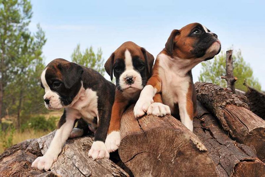 Bellissimi Cuccioli di Boxer