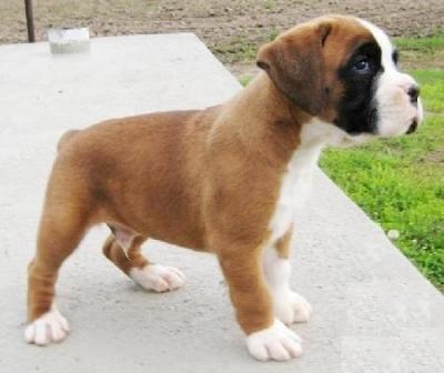 REGALO  disponibili boxer cuccioli whatsapp..+33753224588