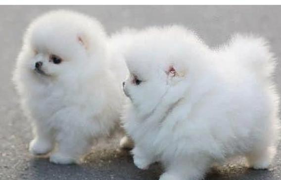 Volpino di Pomerania Maschietti e Femminucce