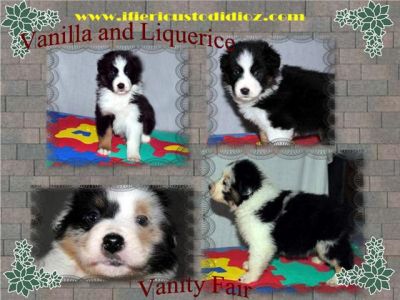 CUCCIOLE DI PASTORE AUSTRALIANO DISPONIBILI