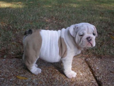 Bella e adorabile bouledogue inglese toro cani bambino disponibli 