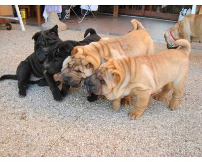 ,-MASCHIO E FEMMINA CUCCIOLI SHARPEI  BELLO