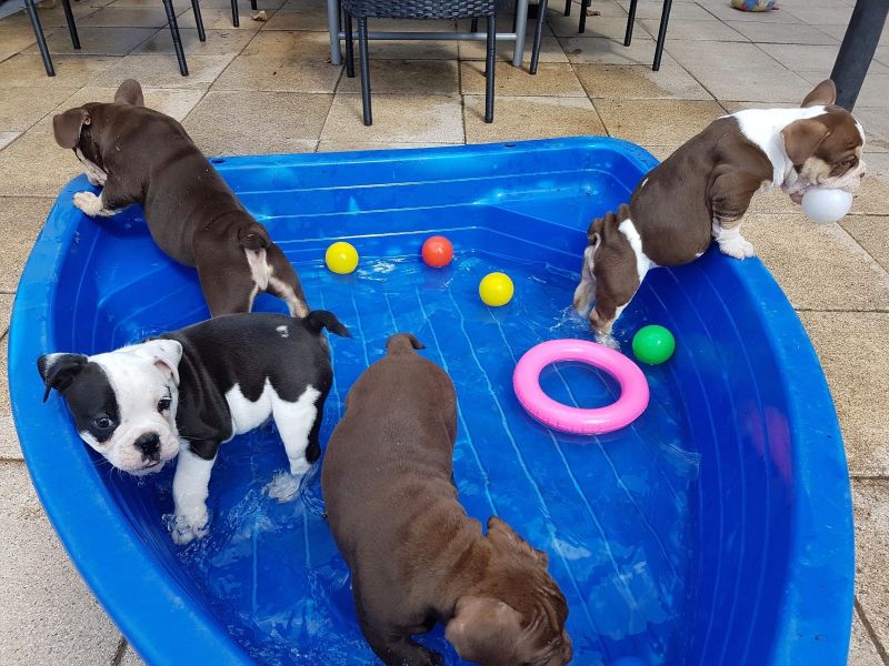 Molto bella e sani cuccioli di Bulldog Francese per adozione maschi e femmine disponibili (gratis) 