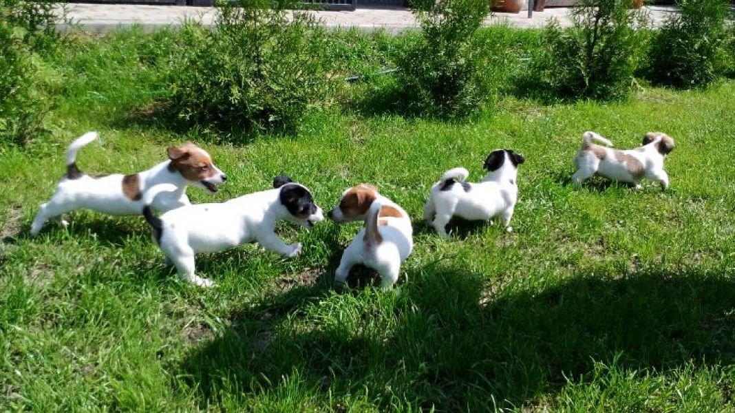 Cuccioli di jack russel per adozione ( regalo  )
