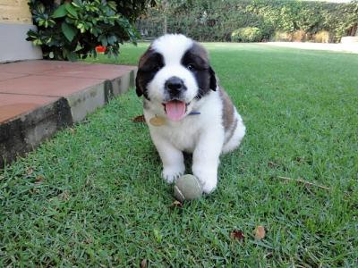  REGALO San Bernardo Cuccioli  Abbiamo due di questi cuccioli. un maschio e una femmina. sono molto 