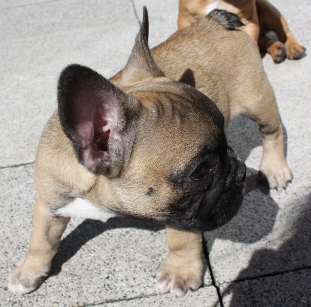 Adorabili cuccioli di Bulldog Francese femminucce e maschietti disponibili per l'adozione