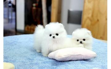 2 cuccioli di Pomerania per un regalo