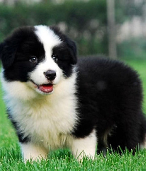 Adorali cuccioli di Border collie femminucce e maschietti disponibili