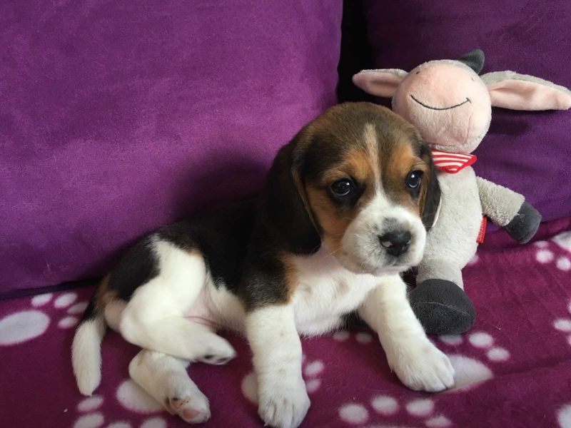 Cuccioli di beagle per adozione 