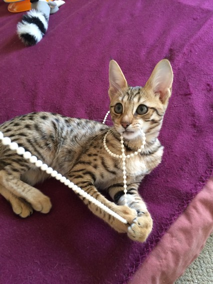 Belle gattini F1 Savannah.