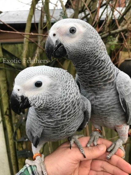 Pappagalli grigio africano parlante addomesticati a mano disponibili