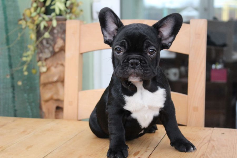 Bulldog Francese cucciolata