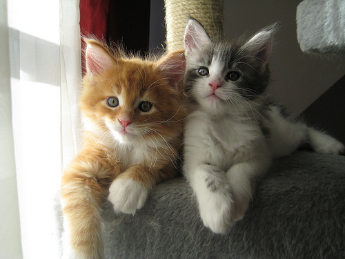 Adorabili cuccioli di maine coon gattini femminucce e maschietti disponibili per l'adozione gratuita