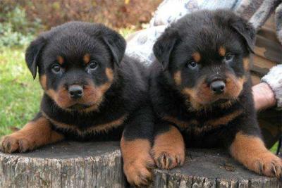 Adorabili cuccioli di rottweiler femminucce e maschietti disponibili per l'adozione gratuita