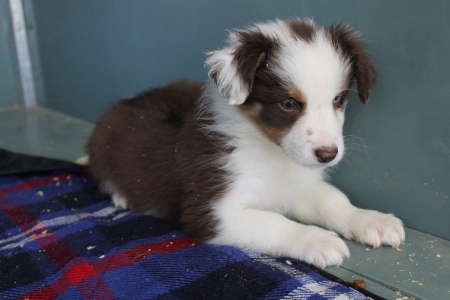Regalo Cucciolo di Border collie in pronta consegna i cuccioli verranno Dato dopo 90 giorni dalla na