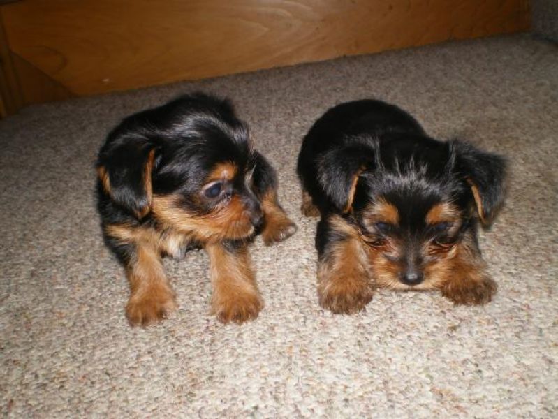 Yorkie cuccioli,